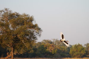 Sambia Safari 8