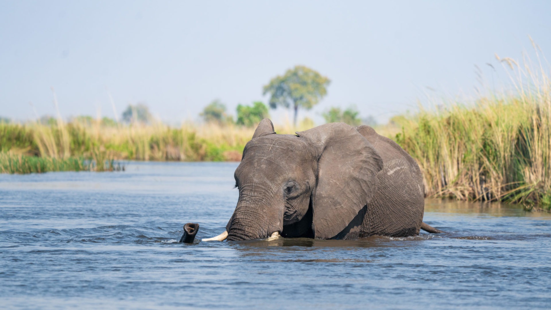 elephant botswana okavango delta swimming