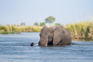 elephant botswana okavango delta swimming