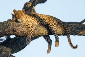 leopard botswana moremi photography frank