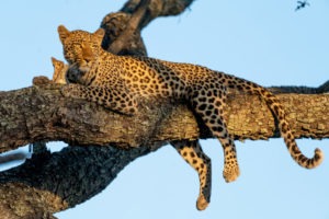 leopard moremi botswana photosafari gesa frank
