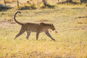 leopard moremi botswana tail golden