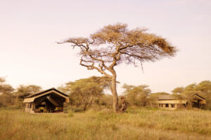 Tanzania Ndutu Wilderness Camp (7)