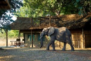 flatdogs camp south luangwa zambia elephant tent