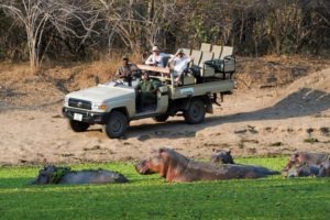 flatdogs camp south luangwa zambia hippo game drive