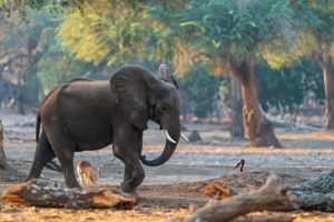 lower zambezi zambia gesa frank safari tusk and mane