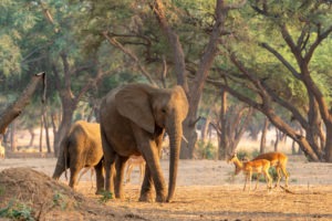 tusk and mane lower zambezi elephants