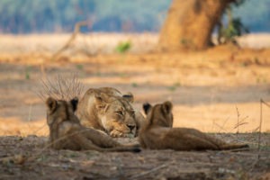 tusk and mane lower zambezi lioness cubs