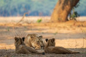 tusk and mane lower zambezi lioness cubs