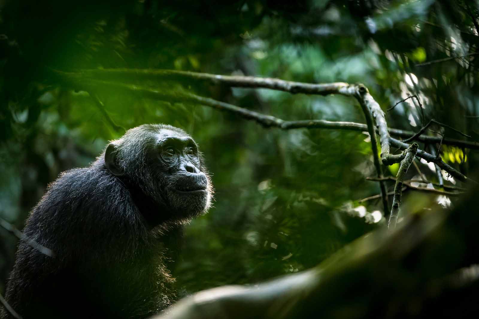 crater safari lodge uganda chimp staring