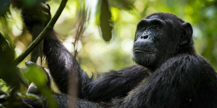 crater safari lodge uganda chimpanzee looking