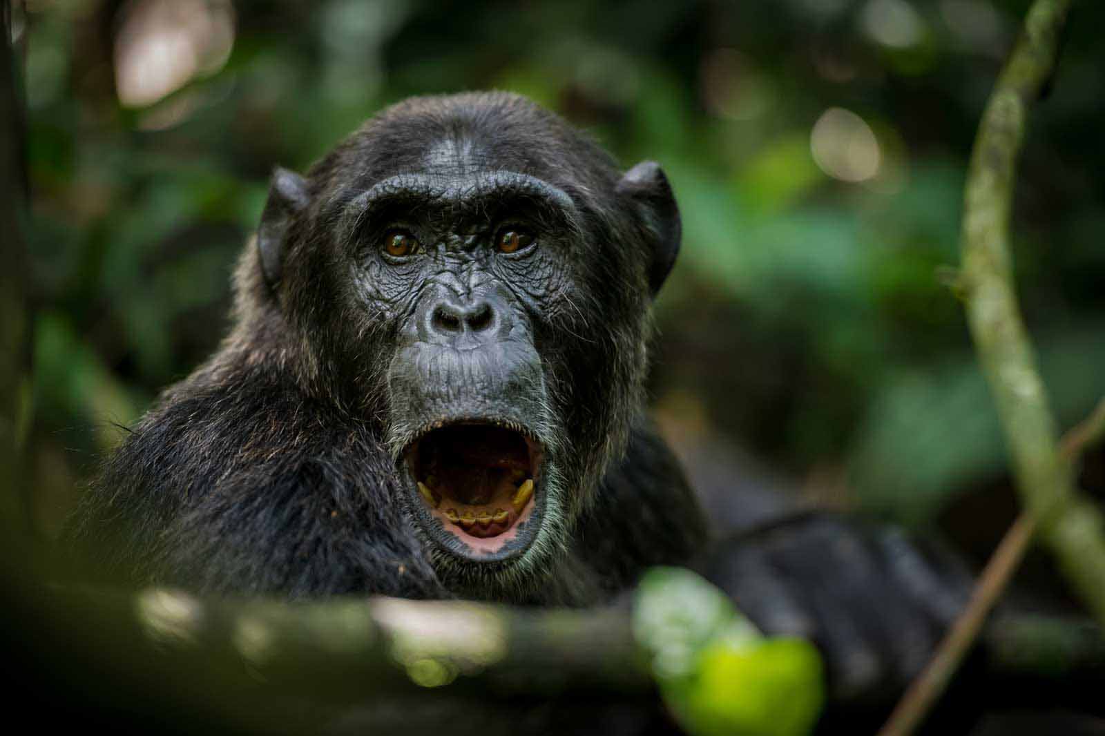 crater safari lodge uganda chimpanzee mouth open