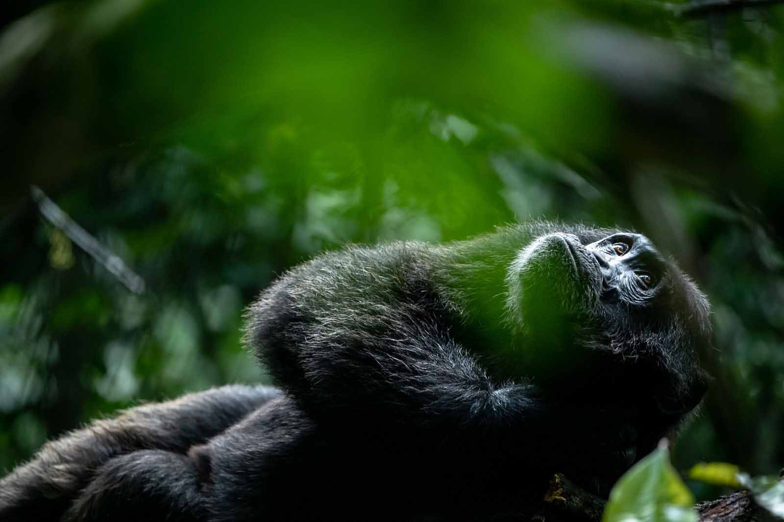 crater safari lodge uganda chimpanzee relaxing