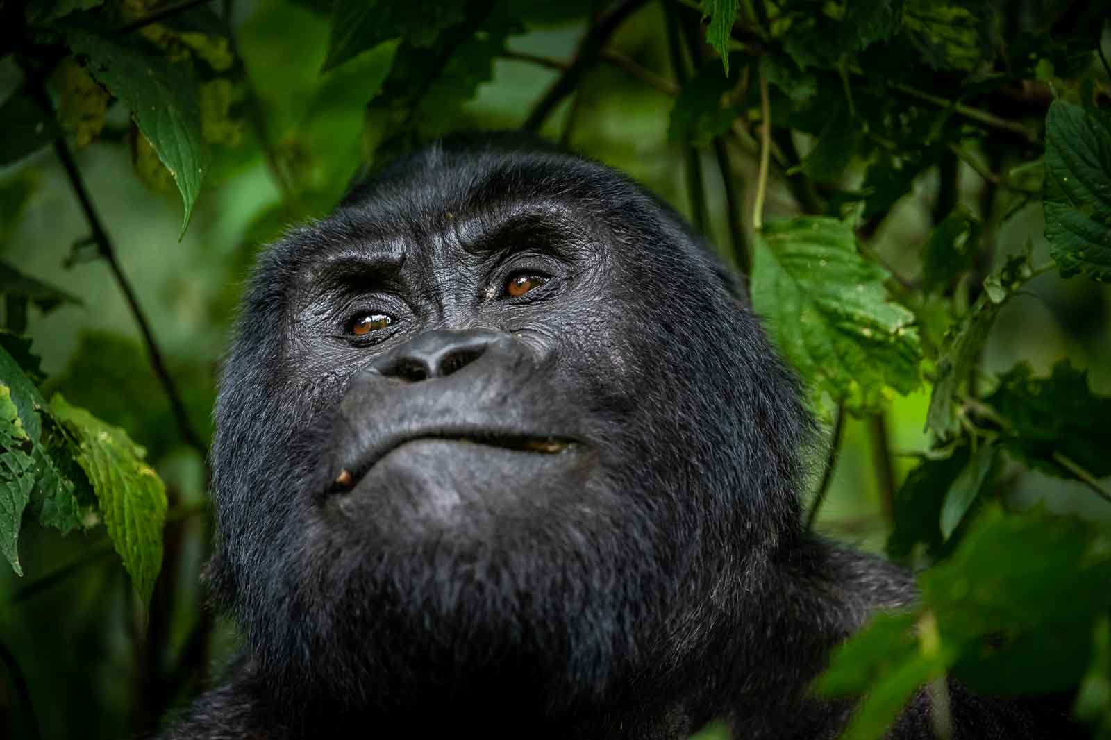 gorilla safari lodge uganda closeup