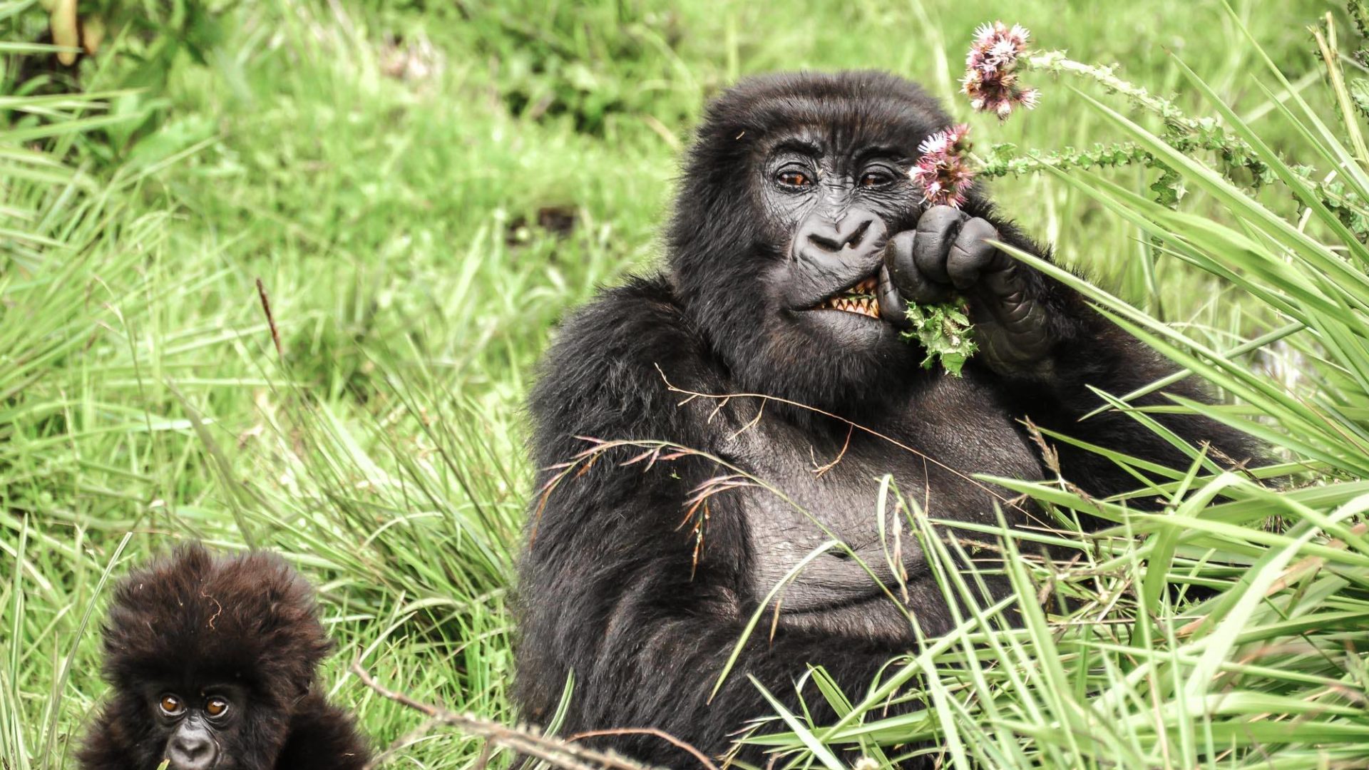rwanda volcanoes sabyinyo silverback lodge mountain gorilla