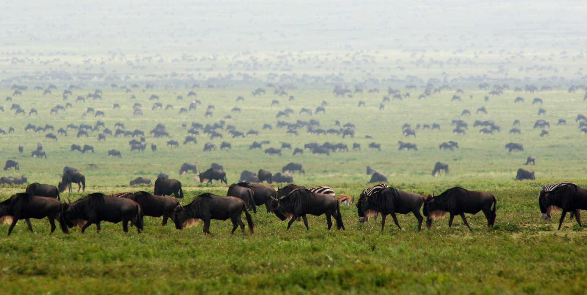 wildebeast migration tanzania south plains ubuntu