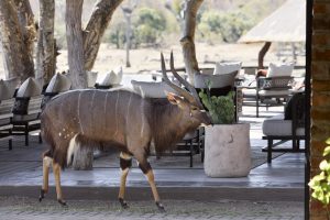 Arathusa Safari Lodge (26)