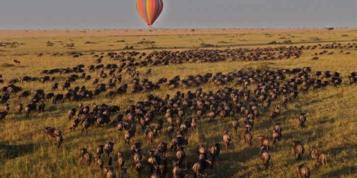 Hot air balloon over the Migration by Tom Harding Saruni Wild Masai Mara Kenya