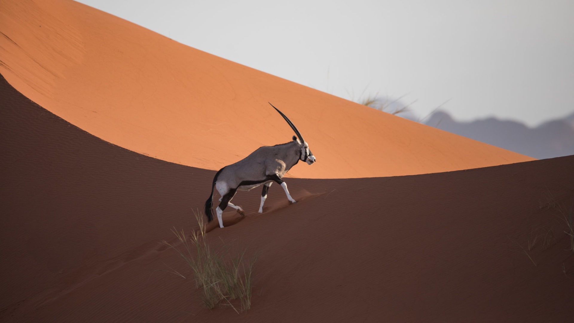 namibia sossusvlei desert lodge oryx