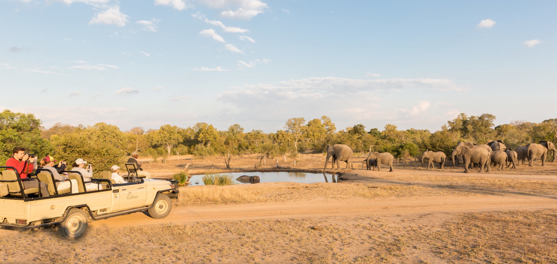 sabi sands arathusa safari lodge elephants