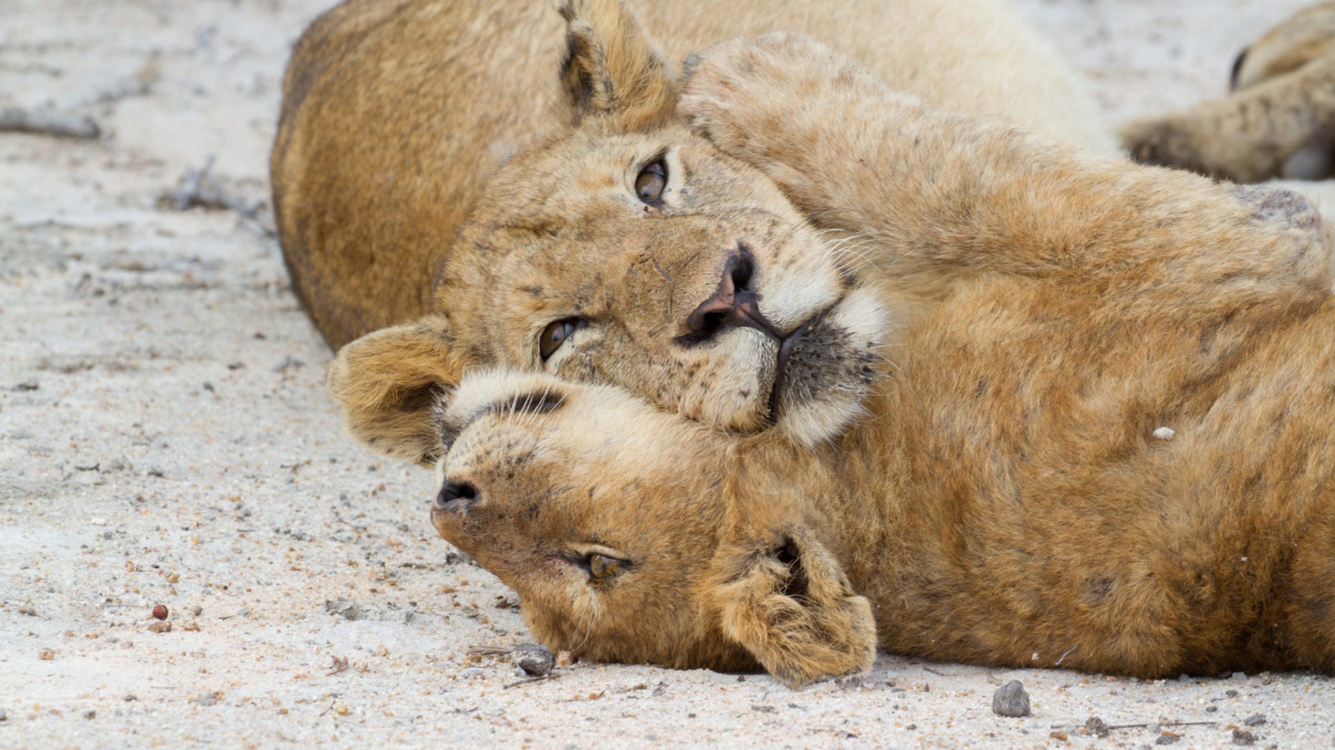 sabi sands arathusa safari lodge lions