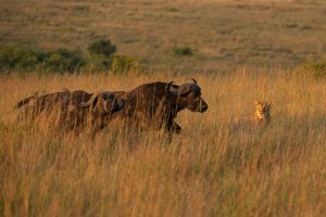Rekero Camp Masai Mara Kenya Great Migration Luxury Camp17