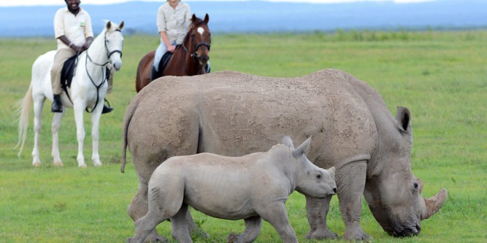 ol pejeta bush camp