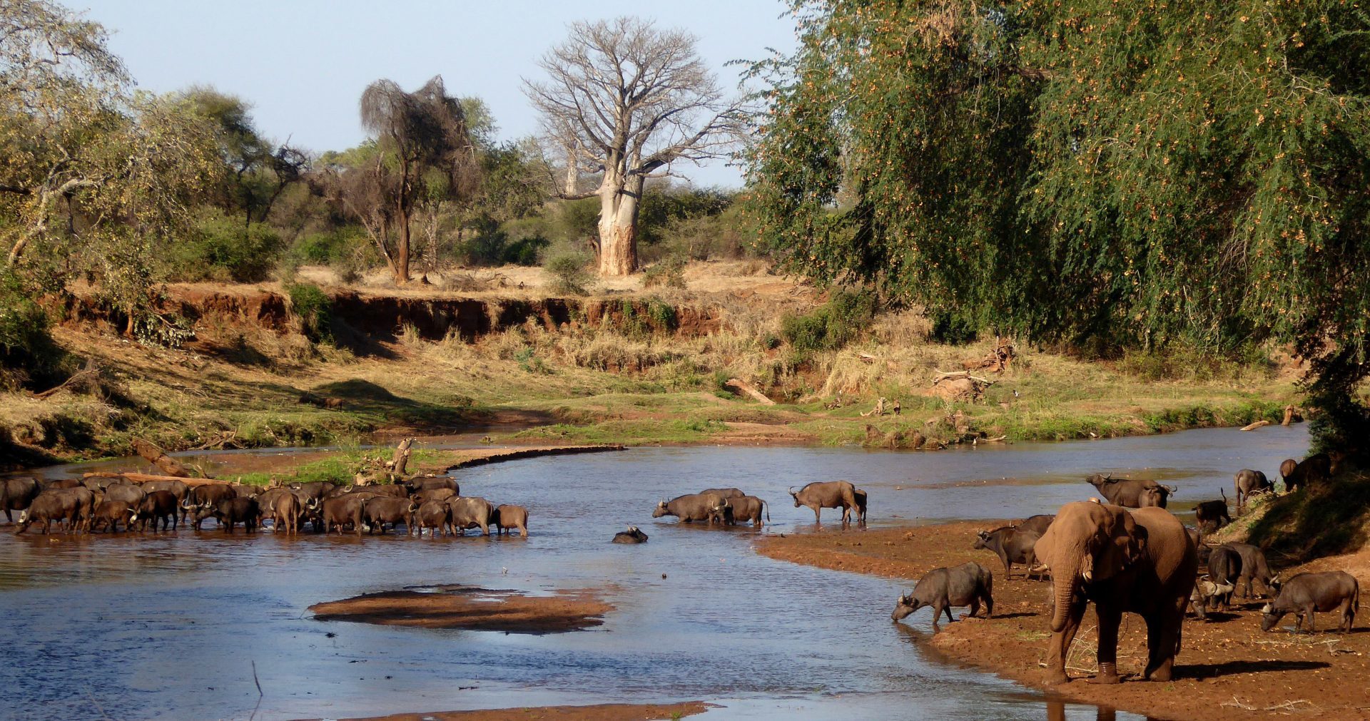 south africa kruger national park makuleke shangani walking safaris 9