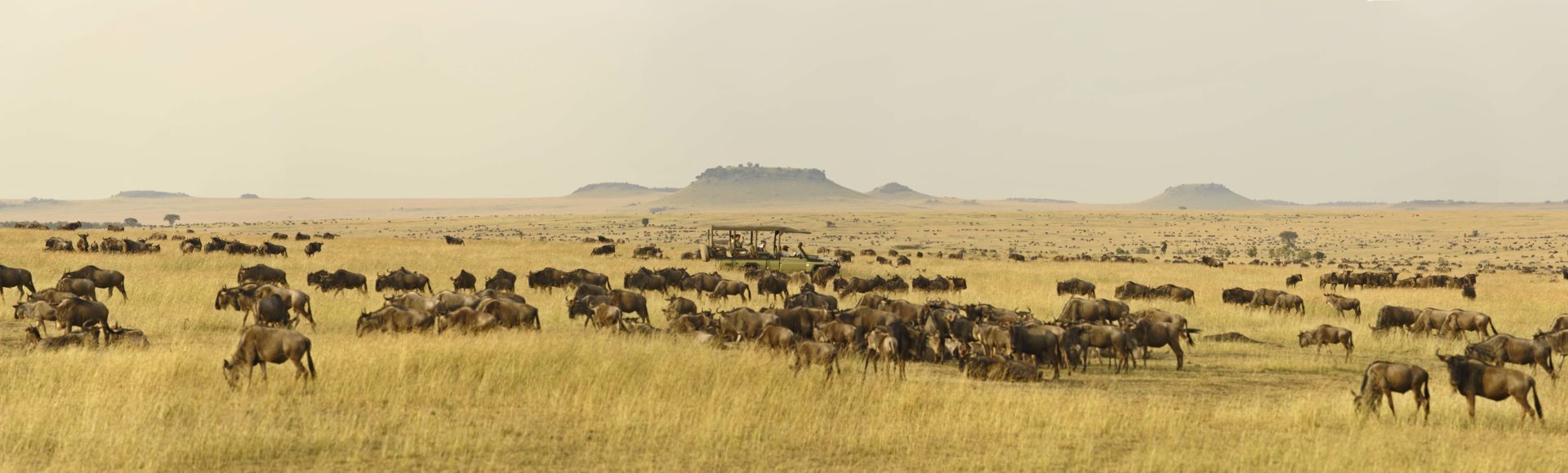 tanzania serengeti kimondo migration camp 29