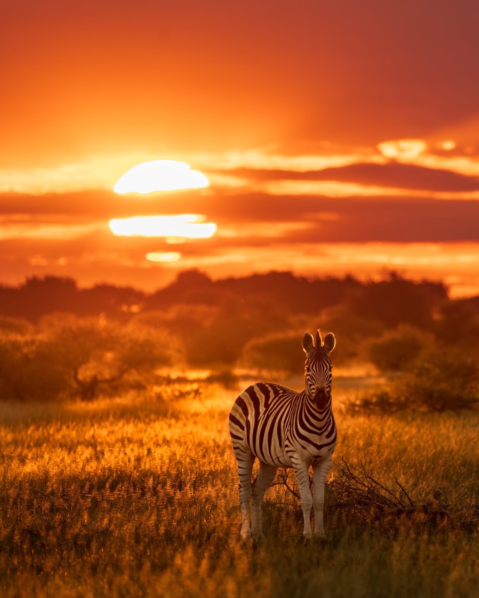botswana nxai pan national park zebra migration frank photographic safaris