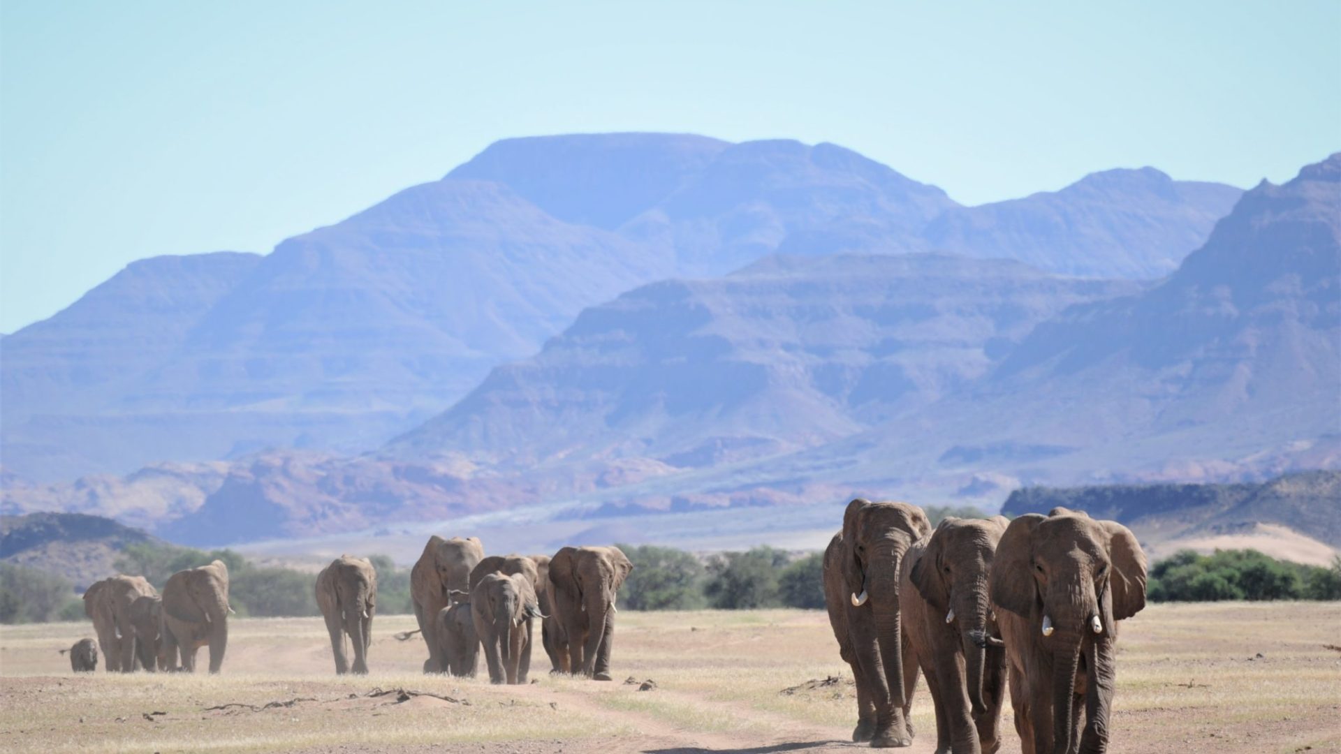 namibia damaraland elephants ehra volunteer project 4