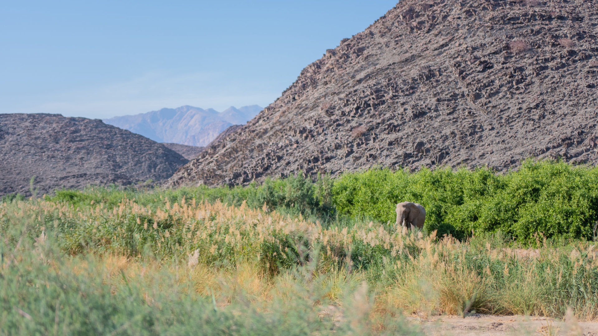 namibia damaraland elephants ehra volunteer project camping 12