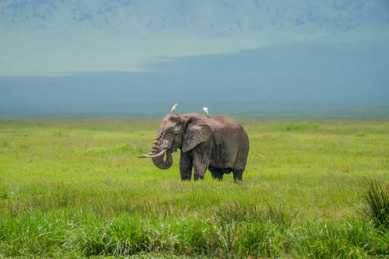 BIG 5 Safaris