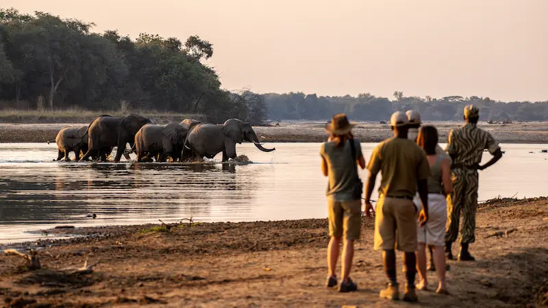 Walking Safari