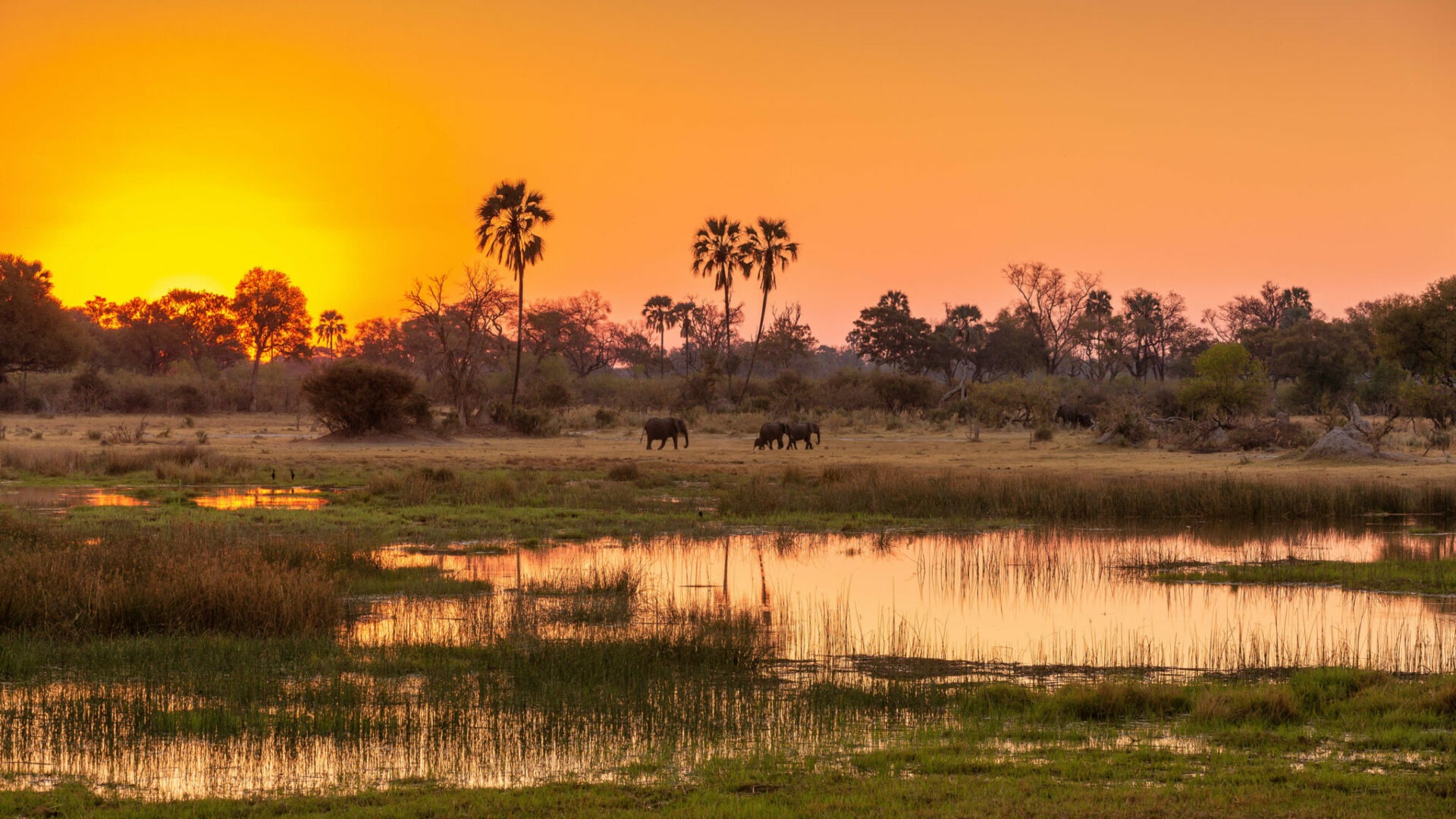 botswana okavango delta tented camp maru luxury 18