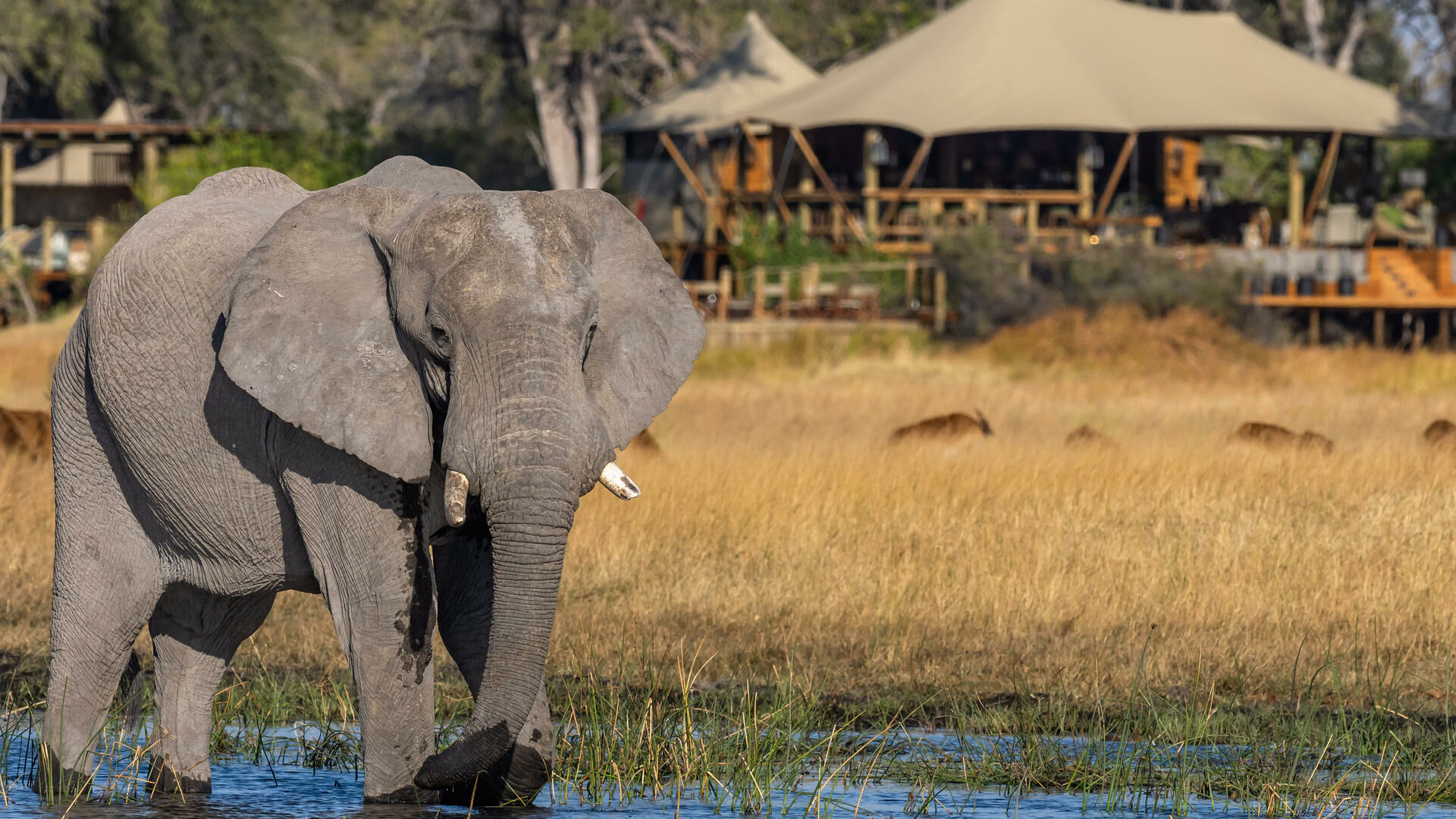botswana khwai private reserve tuludi6