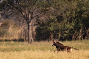 tanzania ruaha usangu expedition camp18