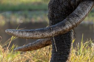 botswana okavango delta wild expeditions safaris1