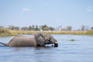 botswana okavango delta wild expeditions safaris10