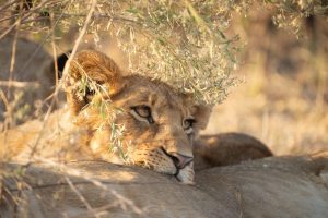 botswana okavango delta wild expeditions safaris16