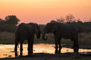 botswana okavango delta wild expeditions safaris2