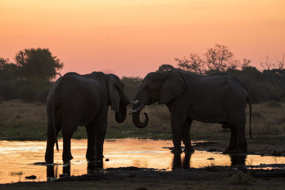 botswana okavango delta wild expeditions safaris2