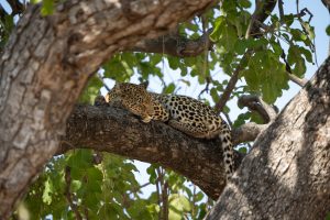 botswana okavango delta wild expeditions safaris20