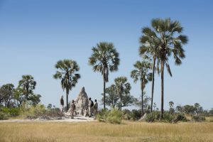 botswana moremi game reserve andbeyond nxabega18
