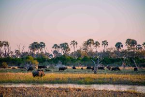 botswana moremi game reserve rra dinare camp13