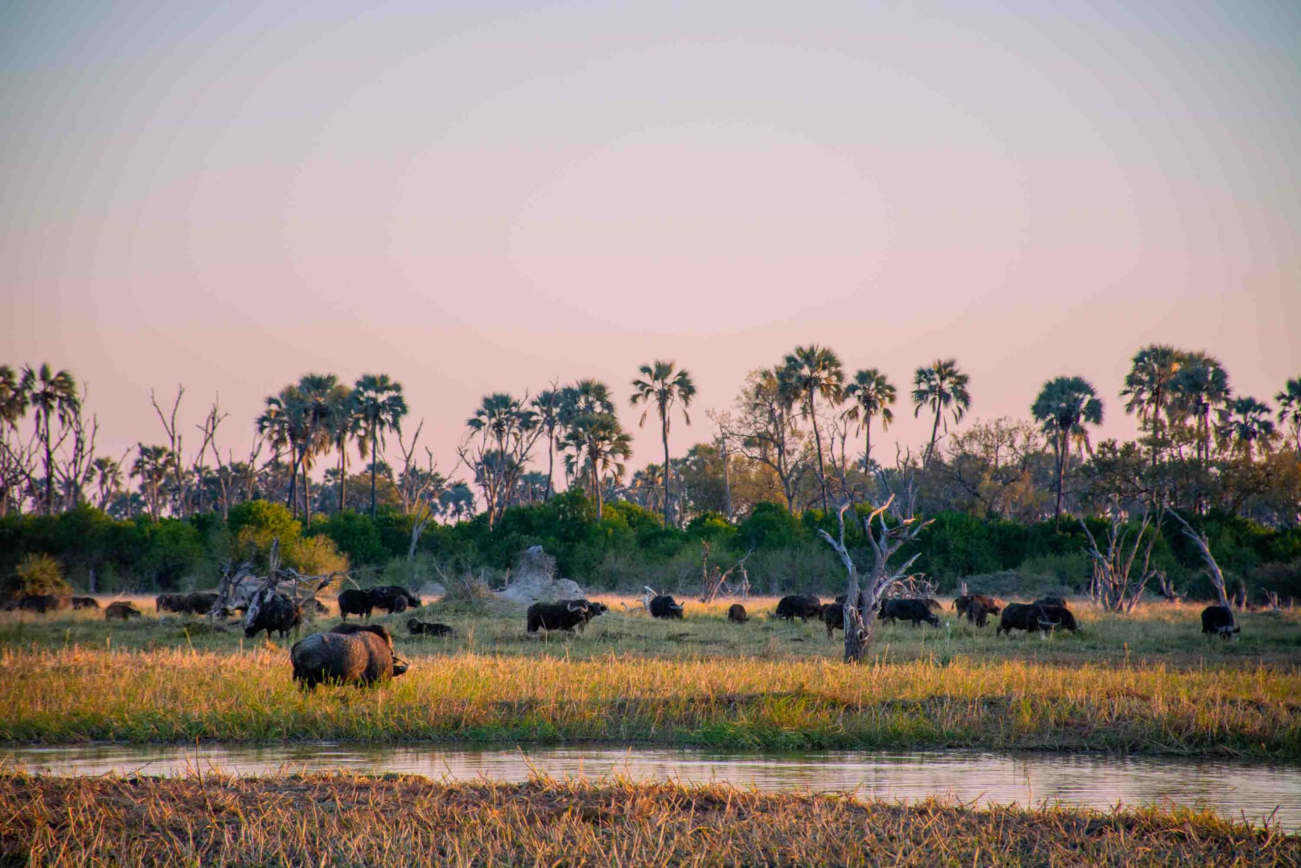 botswana moremi game reserve rra dinare camp13