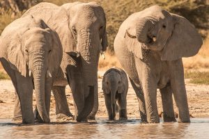botswana moremi game reserve rra dinare camp16