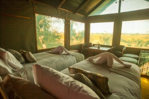 botswana moremi game reserve rra dinare camp22