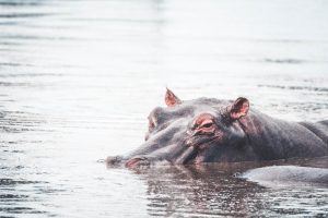 botswana moremi game reserve rra dinare camp8