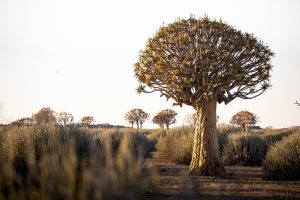 Canyon Lodge Namibia Luxury5